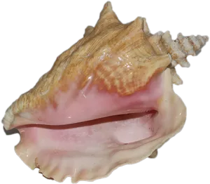 Pink Conch Shell Side View PNG Image