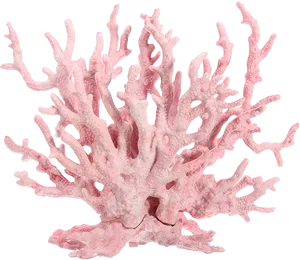 Pink Coral Specimen PNG Image