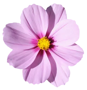 Pink Cosmos Flower Isolated PNG Image