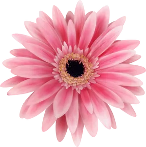 Pink Daisy Flower Closeup PNG Image