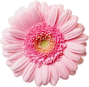 Pink Daisywith Water Droplets PNG Image