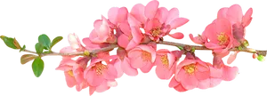 Pink Flowering Branch Transparent Background PNG Image