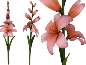 Pink Gladiolus Flowers Transparent Background PNG Image