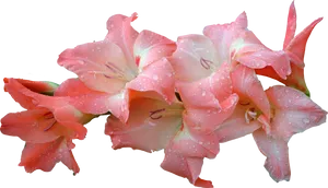 Pink Gladioluswith Water Droplets PNG Image