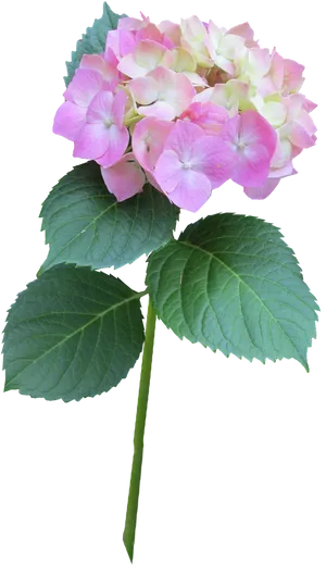 Pink_ Hydrangea_ Bloom_ Transparent_ Background.png PNG Image