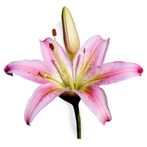 Pink Lily Flower Png Ths85 PNG Image