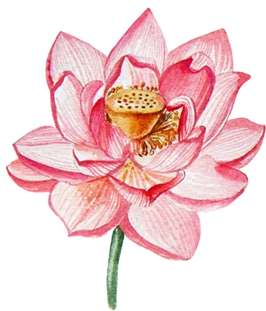 Pink Lotus Flower Illustration PNG Image