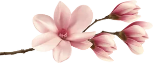 Pink Magnolia Blossom Branch PNG Image