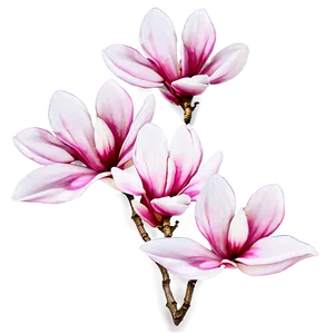 Pink Magnolia Flower Design Png Mmf93 PNG Image