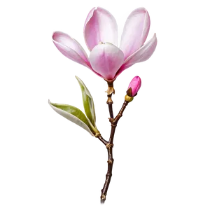 Pink Magnolia Flower Design Png Red92 PNG Image