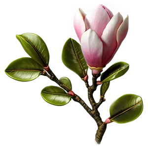 Pink Magnolia Flower Design Png Wfx96 PNG Image