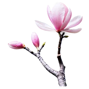 Pink Magnolia Tree Blossom Png Yfi PNG Image