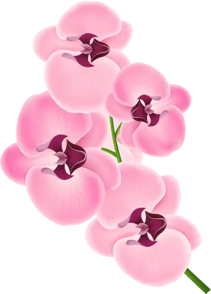 Pink Orchid Blossoms Vector PNG Image