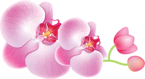 Pink Orchid Illustration PNG Image