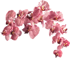 Pink Orchids Black Background PNG Image