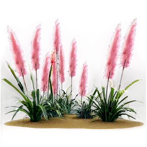 Pink Pampas Grass Png 06122024 PNG Image