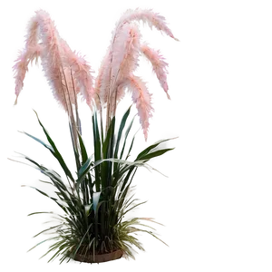 Pink Pampas Grass Png Vai PNG Image