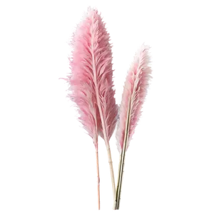 Pink Pampas Stems Png 27 PNG Image