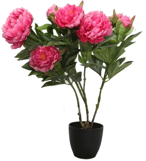 Pink Peony Bouquetin Black Pot PNG Image