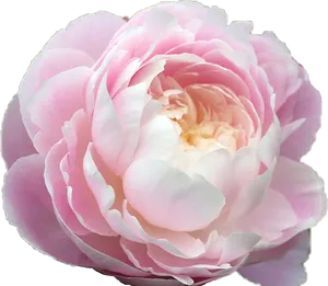 Pink Peony Flower Closeup PNG Image