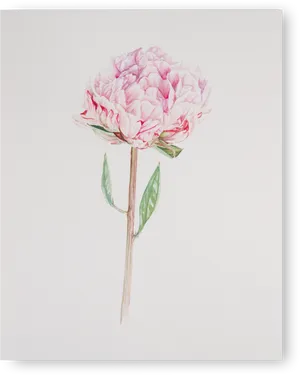 Pink Peony Illustration PNG Image