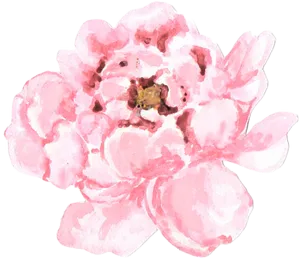 Pink Peony Watercolor Art PNG Image