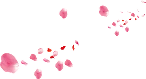 Pink_ Petal_ Scatter_ Black_ Background PNG Image