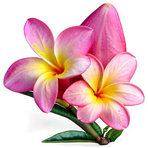 Pink Plumeria Png Hir PNG Image