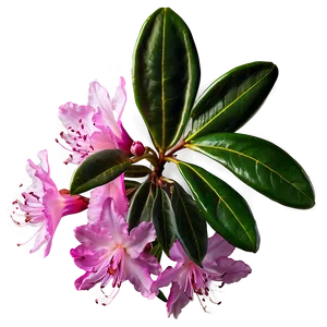 Pink Rhododendron Png 88 PNG Image