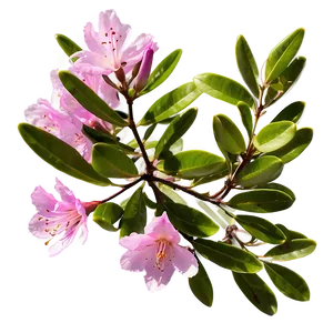 Pink Rhododendron Png Ayr PNG Image