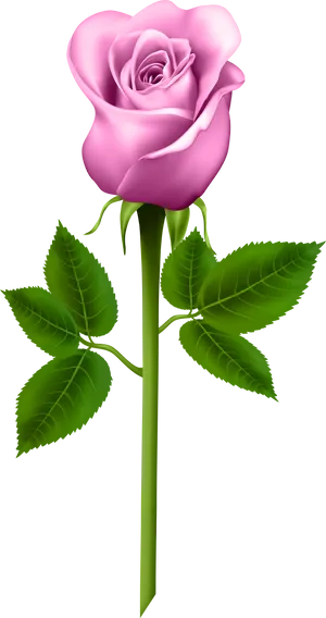 Pink Rose Black Background PNG Image