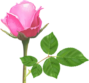 Pink Rose Budwith Leaves PNG Image