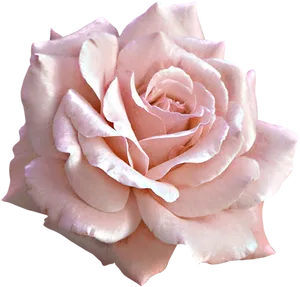 Pink Rose Closeup Isolated PNG Image