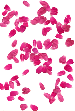 Pink Rose Petals Falling Black Background PNG Image