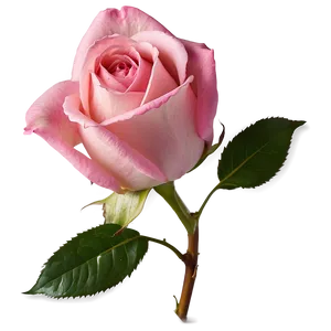 Pink Rose Png Fns PNG Image