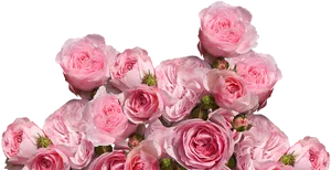 Pink Roses Black Background PNG Image