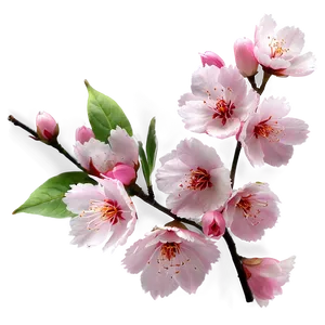 Pink Sakura Blossom Png Hyw79 PNG Image