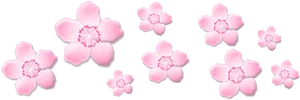 Pink Sakura Blossoms Black Background PNG Image