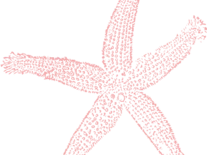 Pink Starfish Clipart PNG Image