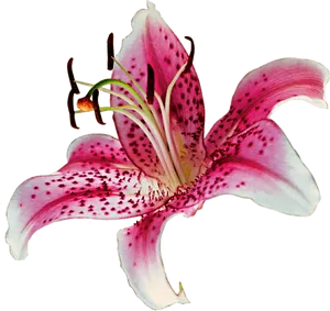 Pink Stargazer Lily Flower PNG Image