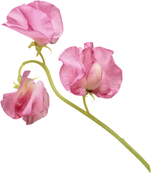 Pink Sweet Pea Flowers PNG Image