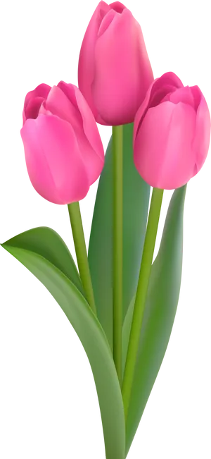 Pink Tulips Bouquet PNG Image