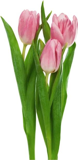 Pink Tulips Bouquet PNG Image