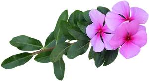 Pink Vinca Flowers Black Background PNG Image