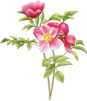Pink Wild Rose Illustration PNG Image