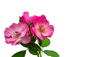 Pink Wild Roses Black Background PNG Image