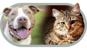 Pitbulland Cat Friends PNG Image