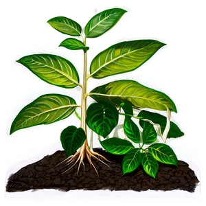 Plant Photosynthesis Process PNG 05242024 PNG