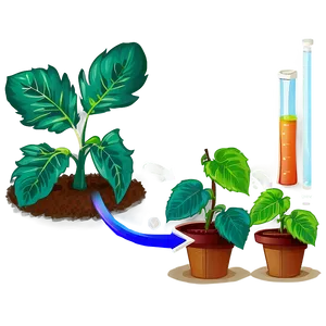 Plant Photosynthesis Process PNG 42 PNG