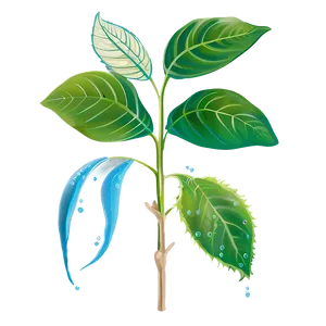 Plant Photosynthesis Process PNG Qwc69 PNG